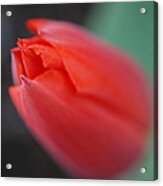 The Tip Of The Tulip Acrylic Print