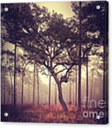 The Tree Acrylic Print