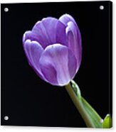 The Tulip Is A Courtly Queen Acrylic Print