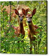 The Twins Acrylic Print