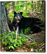 The Ultimate Single Mother Black Bear Sow And Cubs Acrylic Print