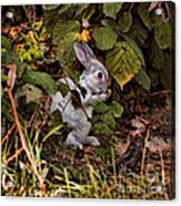 The Velveteen Rabbit Acrylic Print