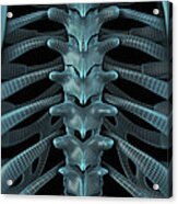 The Vertebral Column Wireframe Acrylic Print