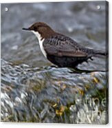 The White-throated Dipper Acrylic Print