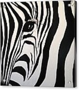 The Zebra With One Eye Acrylic Print