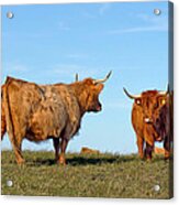 There Can Be Only One Highland Cow Acrylic Print