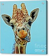 Thirsty Giraffe Acrylic Print