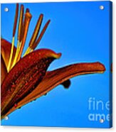 Thirsty Lily In Hdr Art Acrylic Print