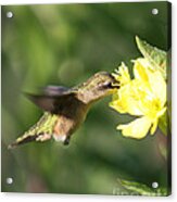 Thirsty Little Hummingbird Acrylic Print