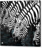 Thirsty Zebras Acrylic Print