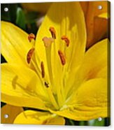 This Lilly Is For Joyce Acrylic Print