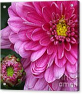This Mums For You... Acrylic Print
