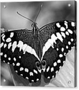 Thoas Swallowtail Ii Acrylic Print