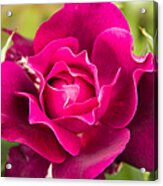 Thorns Have Roses Acrylic Print