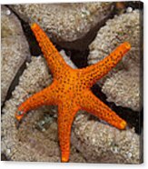 Thousand-pores Starfish On Coral Acrylic Print