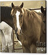 Three Amigos Acrylic Print