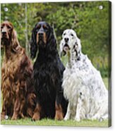 Three Different Setters Acrylic Print