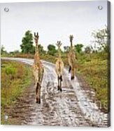 Three In A Row Acrylic Print