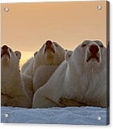 Three Noses Panorama Acrylic Print