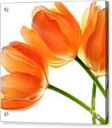 Three Orange Tulip Flowers 2 Acrylic Print