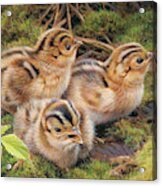 Three Pheasant Chicks In Grass Acrylic Print