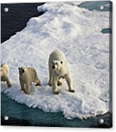 Three Polar Bears On An Ice Flow Acrylic Print