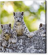 Three Snow Leopards Cubs Posing Well Acrylic Print