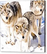 Three Timber Wolves Acrylic Print