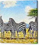 Three Zebras Acrylic Print