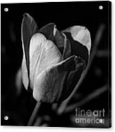 Threshold - Monochrome Acrylic Print