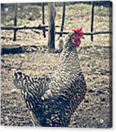 Through The Barb Wire Fence - Sally Acrylic Print
