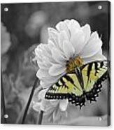Tiger Butterfly Acrylic Print