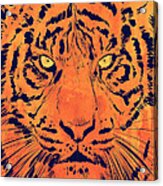 Tiger Acrylic Print