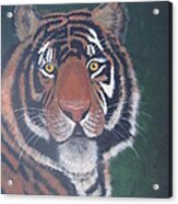 Tiger Acrylic Print