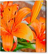 Tiger Lilies Acrylic Print