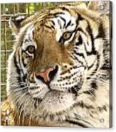 Tiger Portrait Acrylic Print