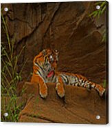 Tiger Resting Acrylic Print