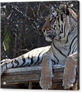 Tiger Acrylic Print