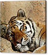 Tiger Siesta Acrylic Print