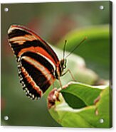 Tiger Striped Butterfly Acrylic Print