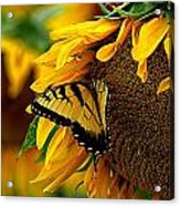 Tiger Swallowtail On A Sunflower Acrylic Print