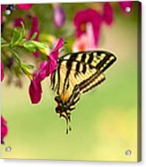 Tiger Swallowtail Acrylic Print