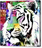 Tiger - Tigre Acrylic Print