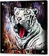 Tiger White Acrylic Print