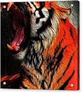 Tiger Yawning Acrylic Print