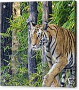 Tiger International Day Acrylic Print