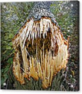 Timber Teeth Acrylic Print