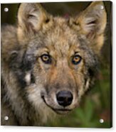 Timber Wolf In Denali Acrylic Print