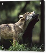 Timber Wolf Pups Howling Acrylic Print