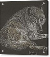 Timber Wolf Acrylic Print